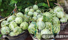 定州吃瓜爆料是真的吗,真相揭秘，是真是假？